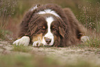 red-tri Australian Shepherd