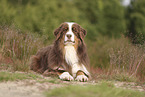 red-tri Australian Shepherd