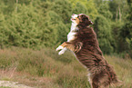 red-tri Australian Shepherd