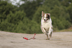 red-merle Australian Shepherd