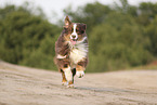 red-tri Australian Shepherd