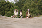 Australian Shepherds