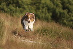 red-tri Australian Shepherd