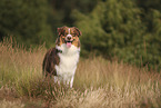 red-tri Australian Shepherd