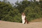 red-tri Australian Shepherd