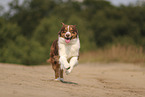 red-tri Australian Shepherd