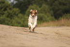 red-tri Australian Shepherd