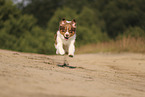 red-tri Australian Shepherd