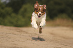 red-tri Australian Shepherd