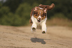 red-tri Australian Shepherd