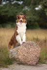 red-tri Australian Shepherd