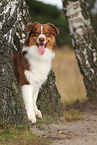 red-tri Australian Shepherd