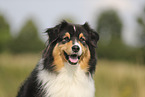 black-tri Australian Shepherd