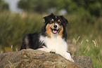 black-tri Australian Shepherd