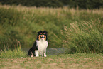 black-tri Australian Shepherd