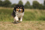 black-tri Australian Shepherd