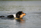 black-tri Australian Shepherd