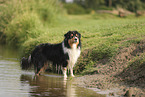 black-tri Australian Shepherd