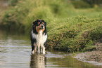 black-tri Australian Shepherd