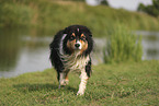 black-tri Australian Shepherd