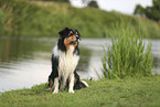 black-tri Australian Shepherd