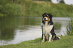 black-tri Australian Shepherd