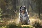 blue-merle Australian Shepherd