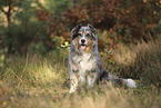 blue-merle Australian Shepherd