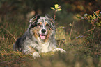 blue-merle Australian Shepherd