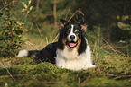 black-tri Australian Shepherd