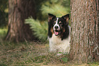 black-tri Australian Shepherd
