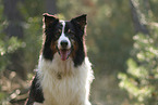 black-tri Australian Shepherd