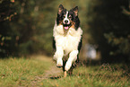 black-tri Australian Shepherd