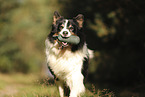 black-tri Australian Shepherd