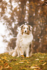 Australian Shepherd