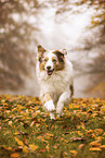 Australian Shepherd