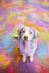 Australian Shepherd