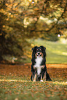 Australian Shepherd
