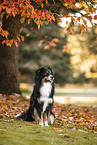 Australian Shepherd