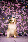 Australian Shepherd puppy