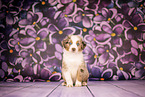 Australian Shepherd puppy