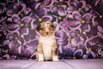 Australian Shepherd puppy