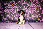 Australian Shepherd puppy