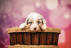 Australian Shepherd puppy