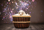 Australian Shepherd puppy