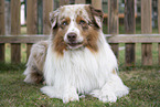 Australian Shepherd