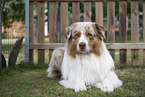 Australian Shepherd
