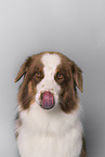 Australian Shepherd