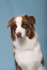 Australian Shepherd