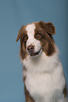 Australian Shepherd